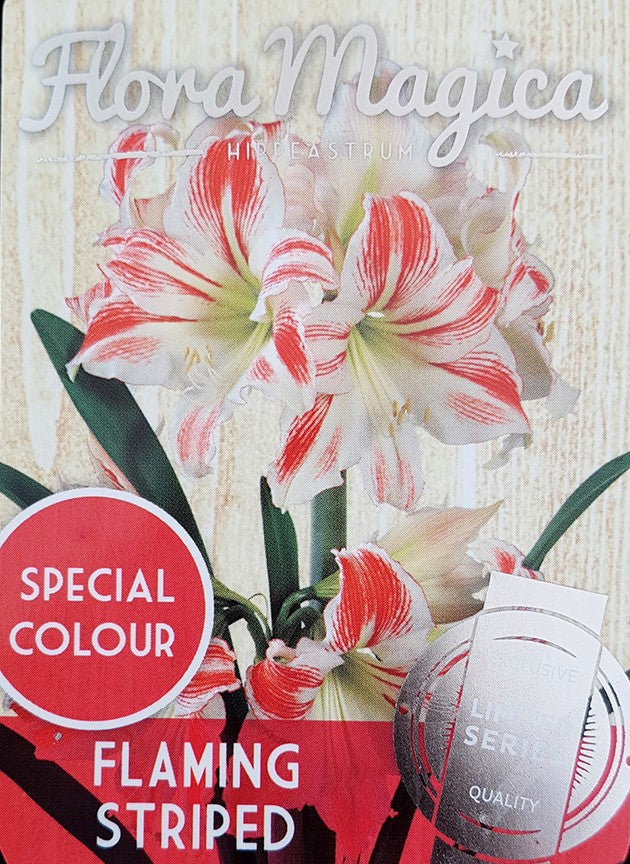 Hippeastrum Flaming Striped - Ritterstern mit weiß rot geflammter Blüte