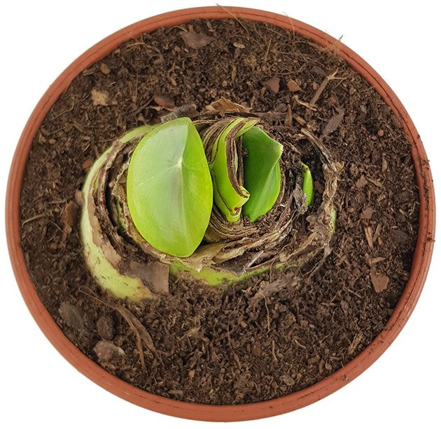 Hippeastrum Happy Nymph - Ritterstern mit roter weißer Blüte