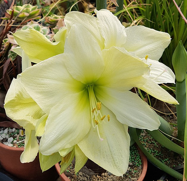 Hippeastrum Luna - Ritterstern mit grün-gelber Blüte