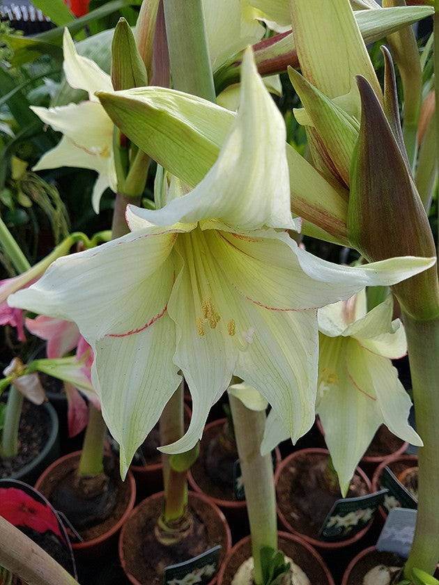 Hippeastrum Magic Green - Ritterstern heller Blüte