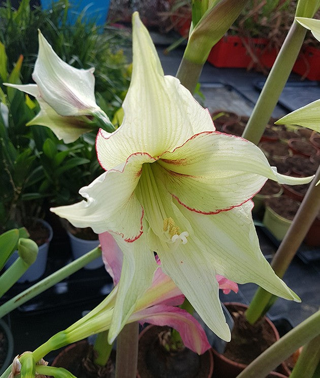 Hippeastrum Magic Green - Ritterstern heller Blüte