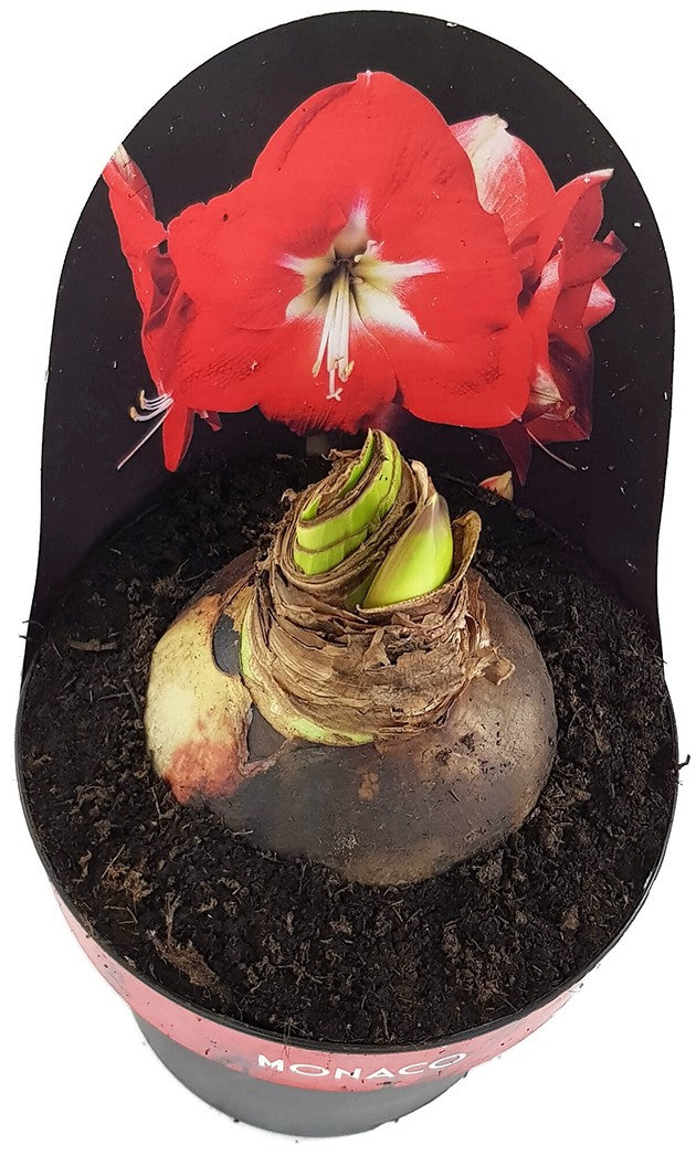 Hippeastrum Monaco - Ritterstern mit roter Blüte