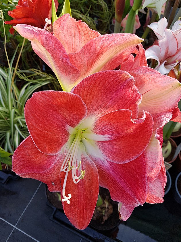 Hippeastrum Monaco - Ritterstern mit roter Blüte