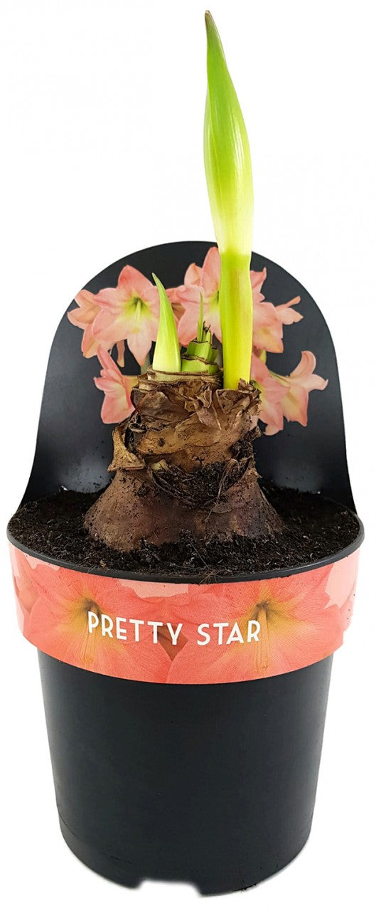 Hippeastrum Pretty Star - Ritterstern mit pfirsichfarbener Blüte