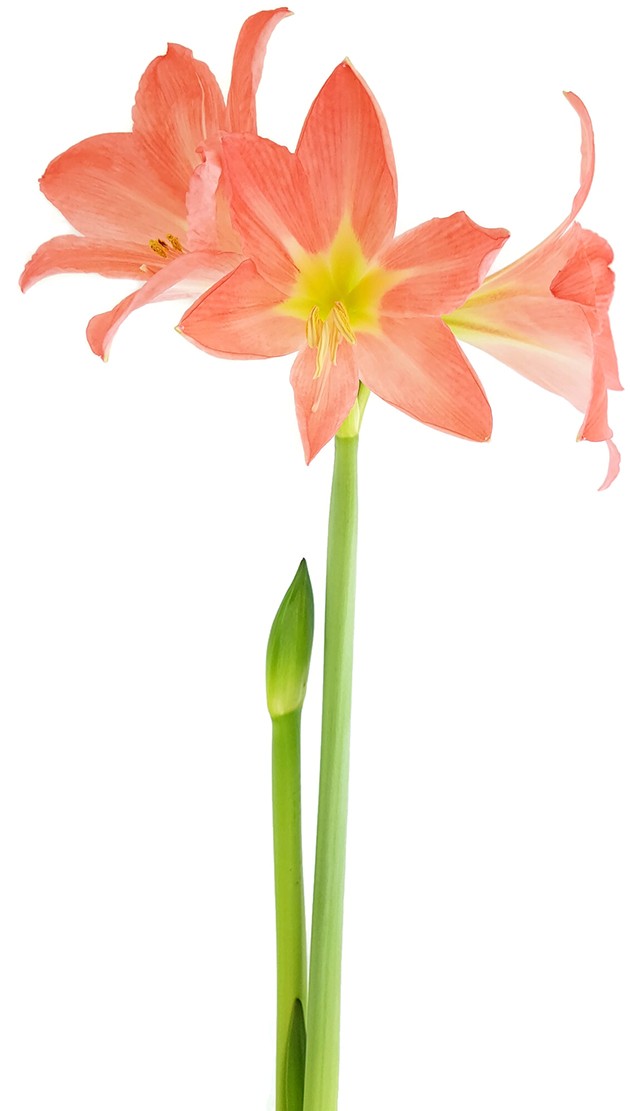 Hippeastrum Pretty Star - Ritterstern mit pfirsichfarbener Blüte