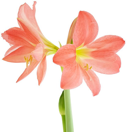 Hippeastrum Pretty Star - Ritterstern mit pfirsichfarbener Blüte