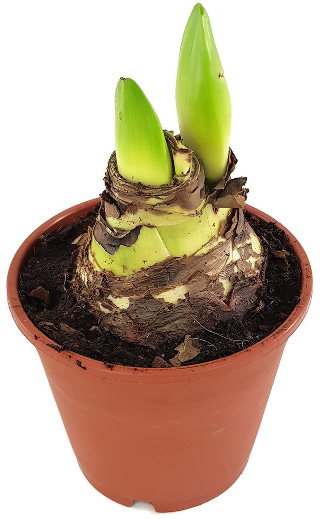 Hippeastrum Samba - Ritterstern mit rot-weißer Blüte