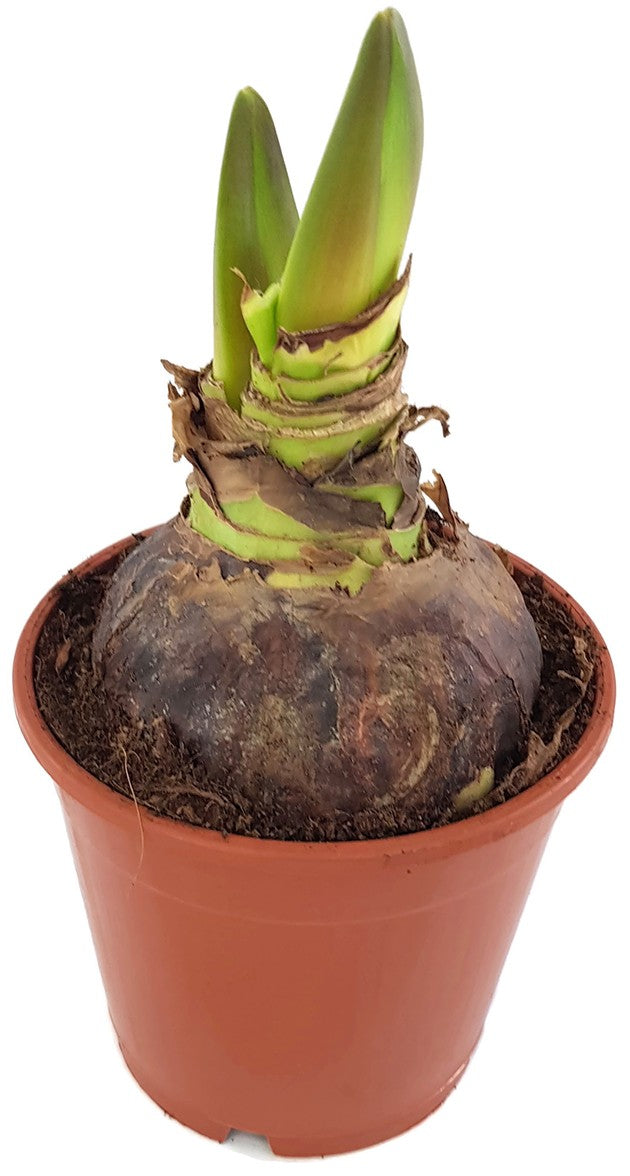 Hippeastrum Stardust - Ritterstern mit rot-weißer Blüte