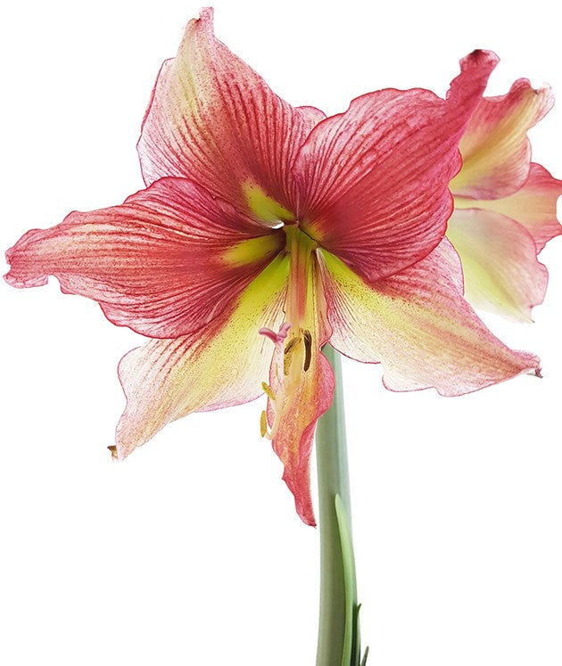 Hippeastrum Tosca - Ritterstern bordeaux farbene Blüte