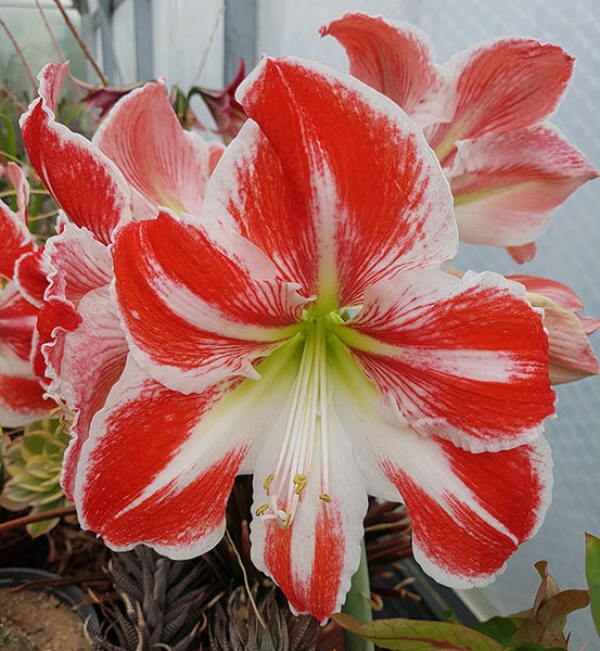 Hippeastrum 