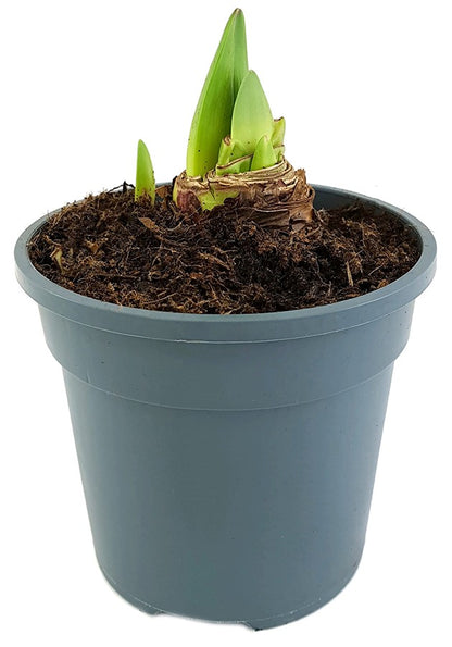 Hippeastrum Sweet Star - Ritterstern mit hellrosa Blüte