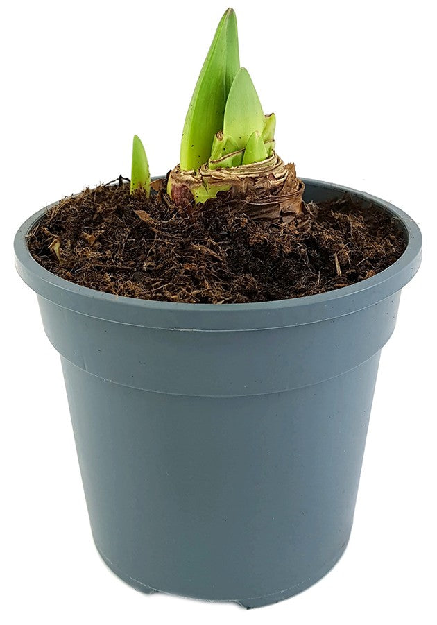 Hippeastrum Spartacus - Ritterstern mit rot-weißen Blüten