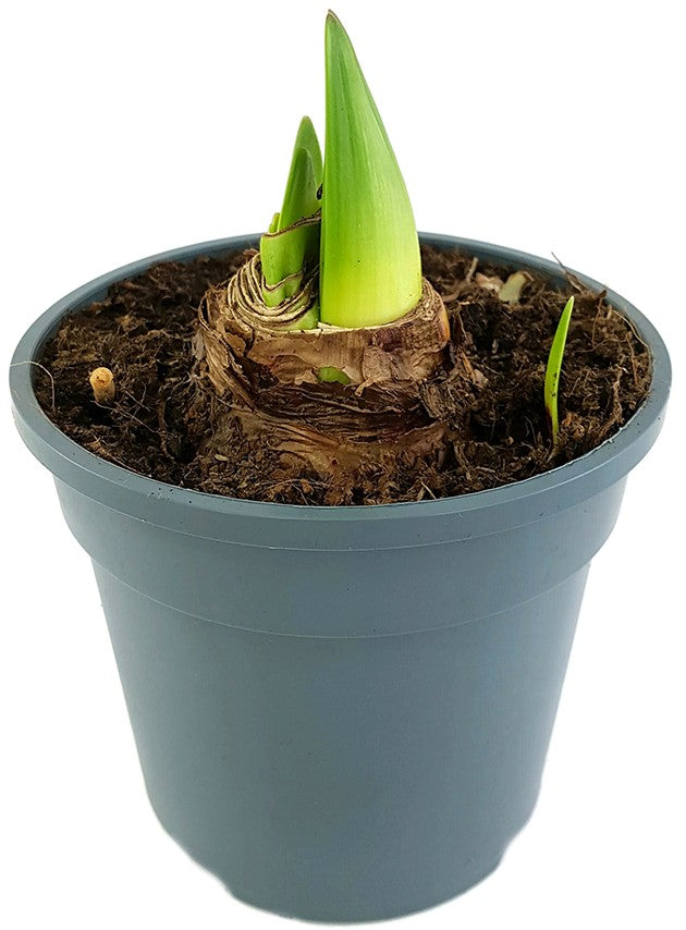 Hippeastrum Luna - Ritterstern mit grün-gelber Blüte