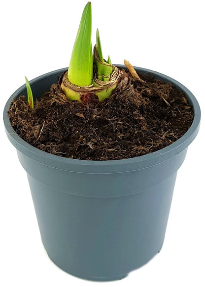 Hippeastrum Fresh Lemon - Ritterstern mit zitronengelber Blüte