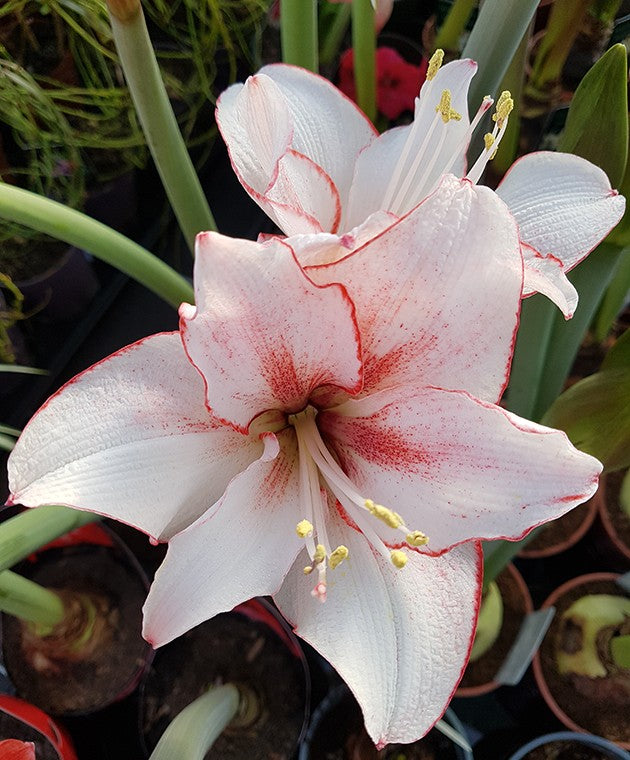 Hippeastrum Showmaster - atemberaubende Amaryllis