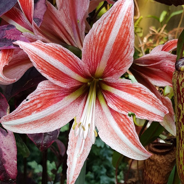 Hippeastrum Sweet Lilian - rosa gestreifte Amaryllis