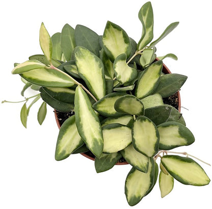 Hoya DS-70 - Porzellanblume