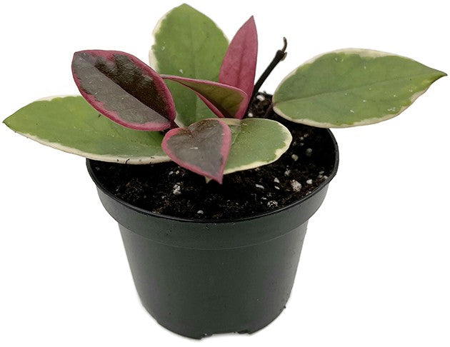 Hoya "Flamingo Dreams" - violette Porzellanblume