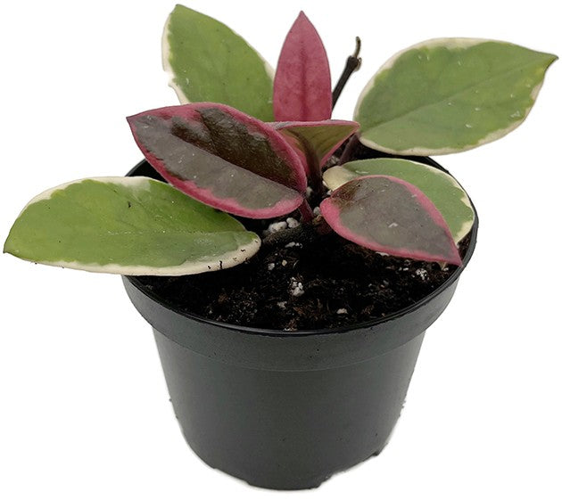 Hoya "Flamingo Dreams" - violette Porzellanblume