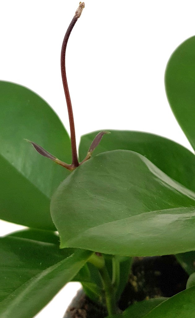 Hoya australis - Porzellanblume