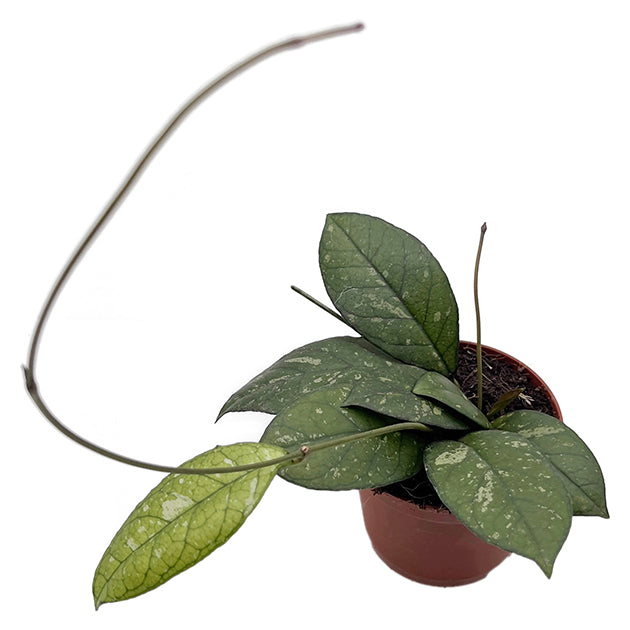 Hoya crassipetiolata - seltene Porzellanblume