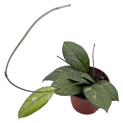 Hoya crassipetiolata - seltene Porzellanblume