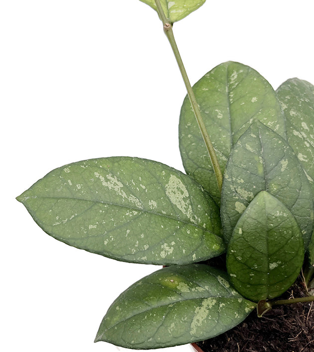 Hoya crassipetiolata - seltene Porzellanblume