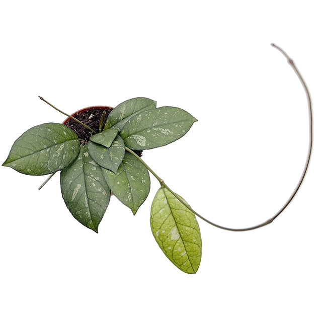 Hoya crassipetiolata - seltene Porzellanblume