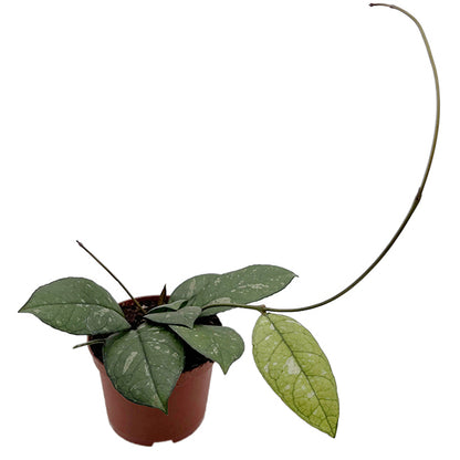 Hoya crassipetiolata - seltene Porzellanblume