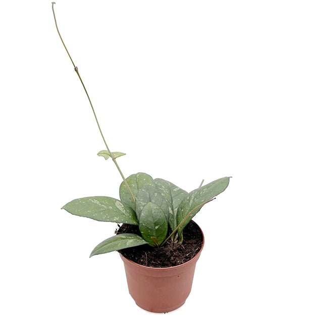 Hoya crassipetiolata - seltene Porzellanblume