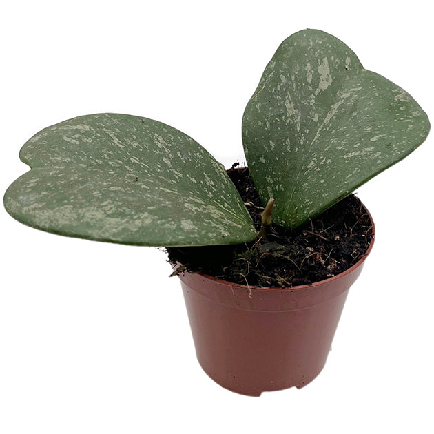 Hoya kerrii splash - seltene Porzellanblume
