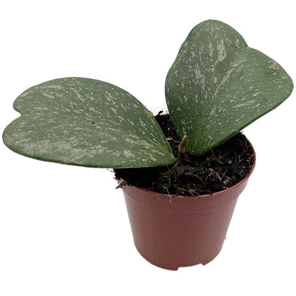 Hoya kerrii splash - seltene Porzellanblume
