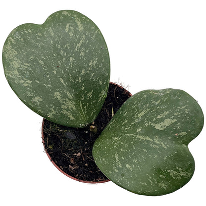 Hoya kerrii splash - seltene Porzellanblume