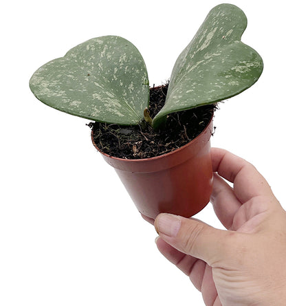 Hoya kerrii splash - seltene Porzellanblume