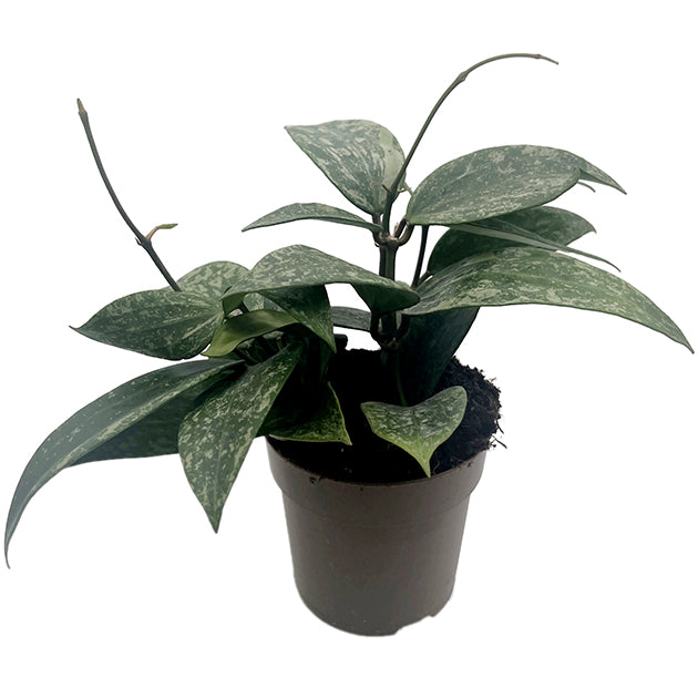 Hoya Rangsan - seltene Porzellanblume