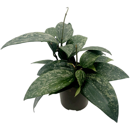 Hoya Rangsan - seltene Porzellanblume