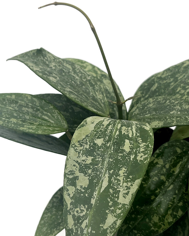 Hoya Rangsan - seltene Porzellanblume