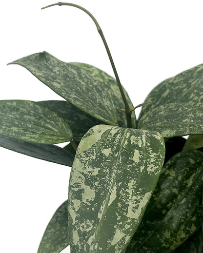 Hoya Rangsan - seltene Porzellanblume