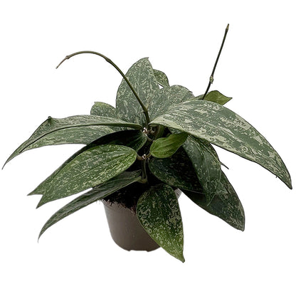 Hoya Rangsan - seltene Porzellanblume
