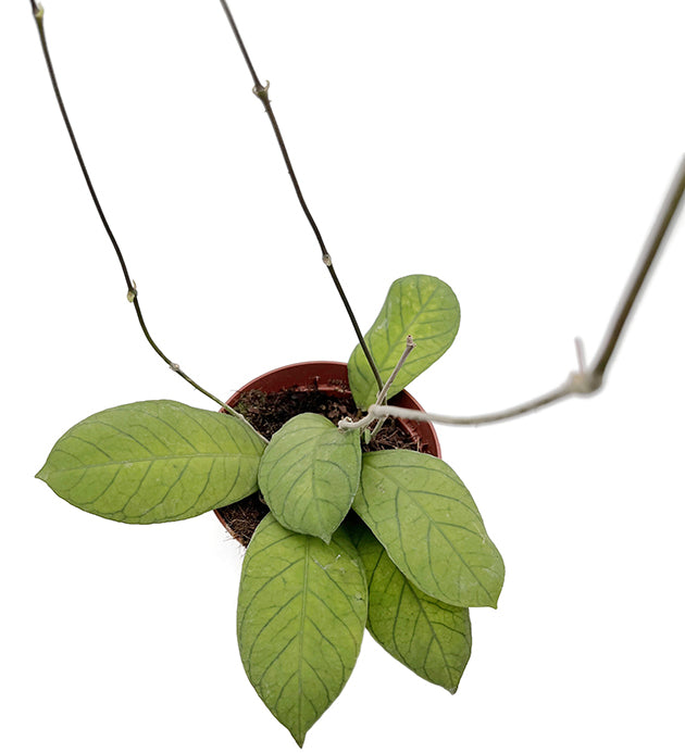 Hoya sp. Sabah - geaderte Porzellanblume