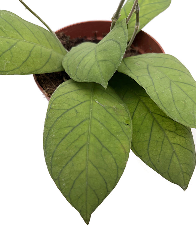 Hoya sp. Sabah - geaderte Porzellanblume