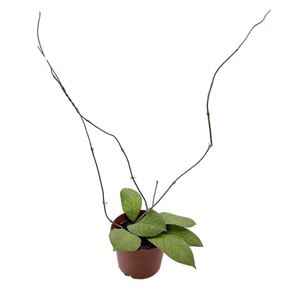 Hoya sp. Sabah - geaderte Porzellanblume