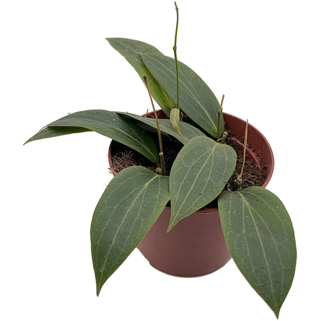 Hoya soligamiana  - seltene Porzellanblume