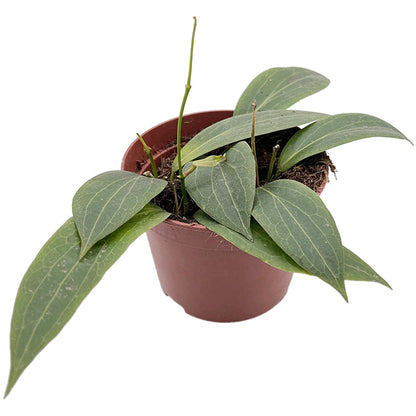 Hoya soligamiana  - seltene Porzellanblume