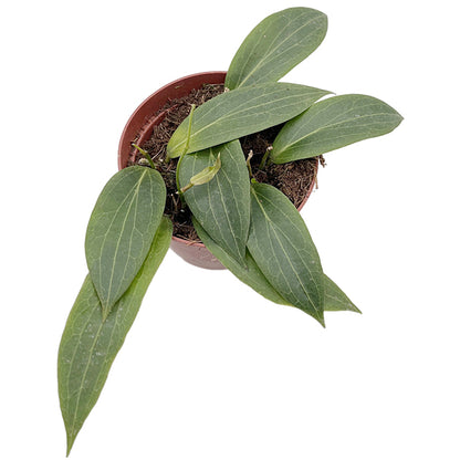 Hoya soligamiana  - seltene Porzellanblume