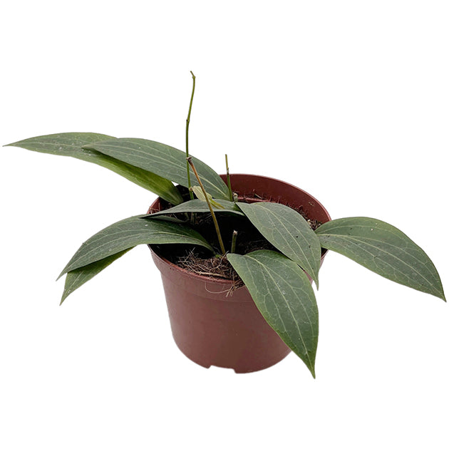 Hoya soligamiana  - seltene Porzellanblume