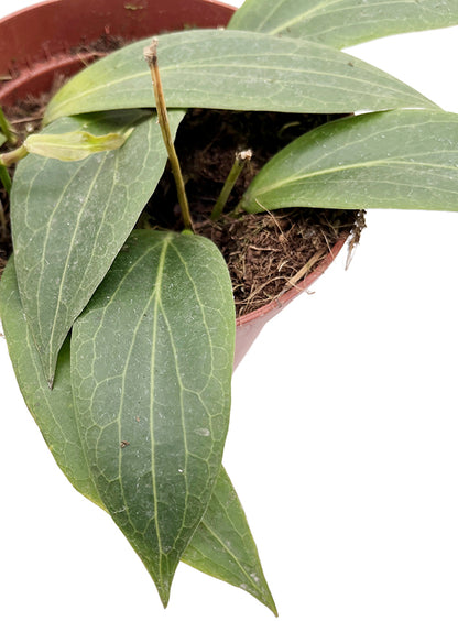 Hoya soligamiana  - seltene Porzellanblume