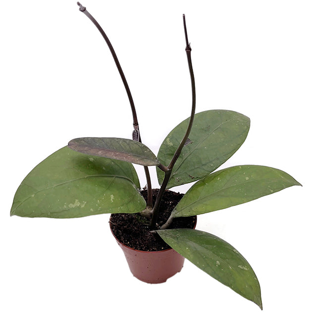 Hoya sp Aceh - geaderte Porzellanblume