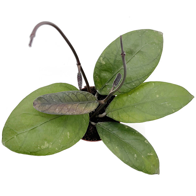 Hoya sp Aceh - geaderte Porzellanblume