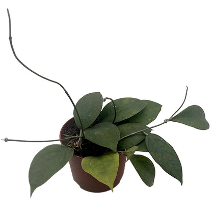 Hoya Tequila Sunrise - seltene Porzellanblume